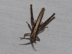 Acantherus piperatus