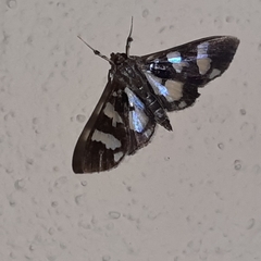 Desmia bajulalis