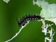 Colobura dirce dirce