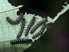 Colobura dirce dirce