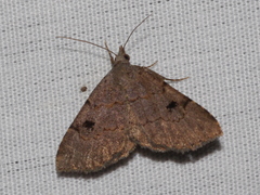 Nychioptera noctuidalis