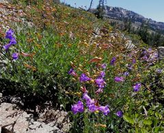Penstemon azureus