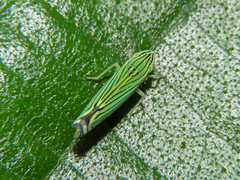 Sibovia