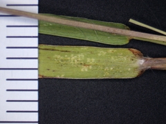 Dichanthelium meridionale