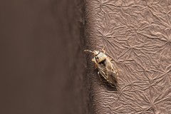 Holcocranum saturejae