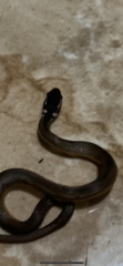Coniophanes meridanus