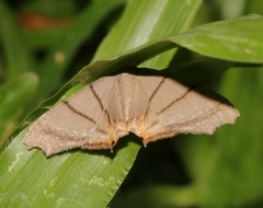 Orudiza protheclaria