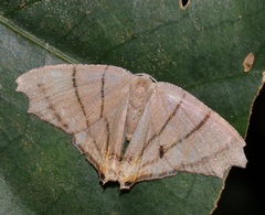 Orudiza protheclaria