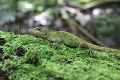Anolis macrinii
