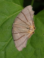 Orudiza protheclaria