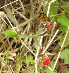 Phyciodes phaon