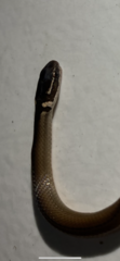 Coniophanes meridanus