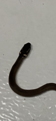 Coniophanes meridanus