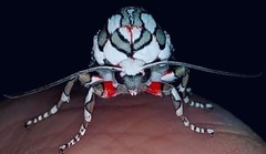 Arachnis dilecta