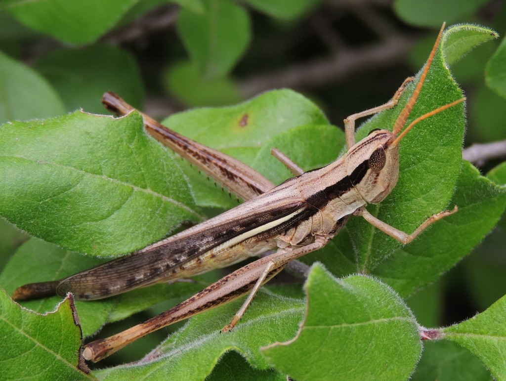 Two-striped Mermiria