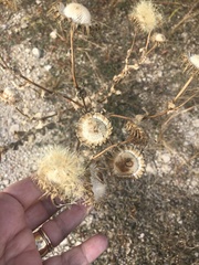 Plectocephalus americanus