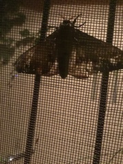 Eacles imperialis opaca