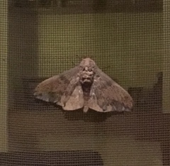 Eacles imperialis opaca