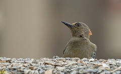 Melanerpes rubricapillus