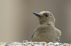 Melanerpes rubricapillus