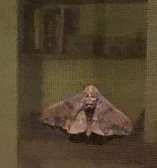 Eacles imperialis opaca