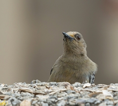 Melanerpes rubricapillus