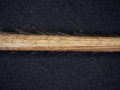 Dichanthelium meridionale