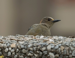 Melanerpes rubricapillus