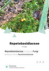 Repetobasidiaceae