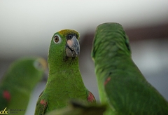 Amazona ochrocephala
