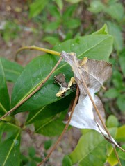 Phrynarachne ceylonica