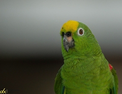 Amazona ochrocephala