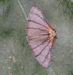 Orudiza protheclaria