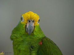 Amazona ochrocephala