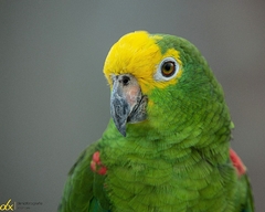 Amazona ochrocephala