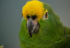 Amazona ochrocephala