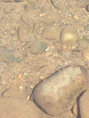 Hesperoleucus symmetricus