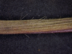 Dichanthelium meridionale