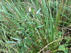 Epilobium leptophyllum