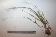 Dichanthelium meridionale