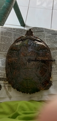 Trachemys scripta elegans