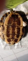 Trachemys scripta elegans