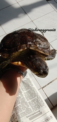Trachemys scripta elegans