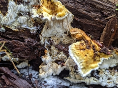 Dentipellis fragilis