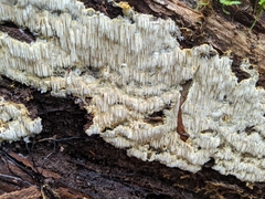 Dentipellis fragilis