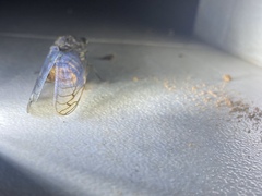 Massospora