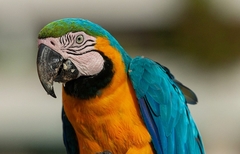 Blue-And-Yellow Macaw photo 3