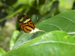 Hypothyris euclea laphria