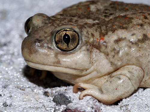 Mexican Spadefoot