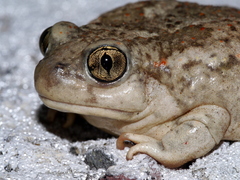 Mexican Spadefoot photo 2